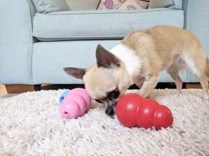 chihuahua showing interest in kong