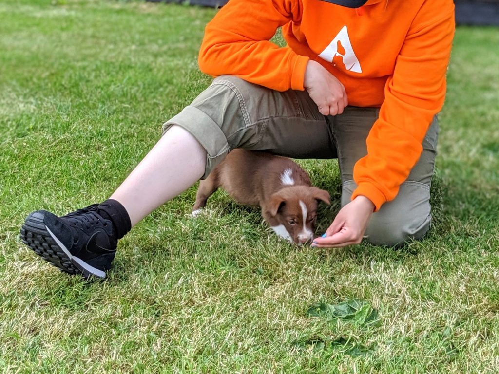 Absolute Dogs Training Academy, the Netflix of Dog Training Horton Dogs