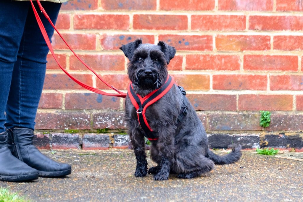 black miniature schnauzer sitting in front red brick wall with owner