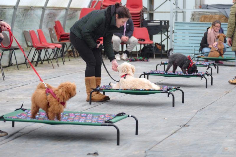 hortondogs group class dog training session in old moat garden centre epsom