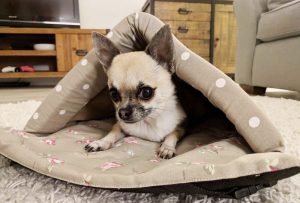 small dog chihuahua hiding in bed