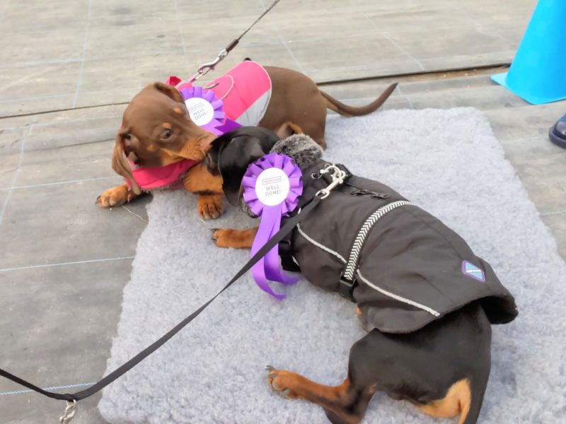 two black and brown dachshunds playing with rossettes graduation day