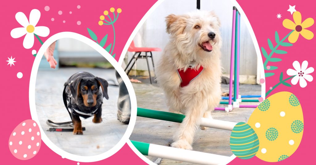 OUT hortondogs easter workshop main poster image