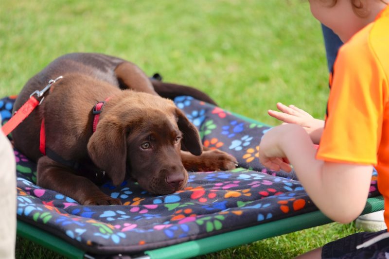 brown labrador puppy playing impluse control game