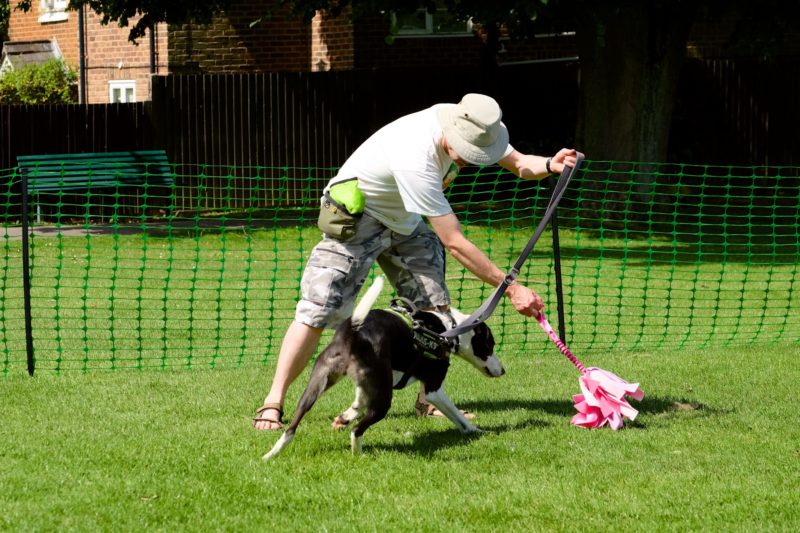 dog playing with pink mop toy in training class 2