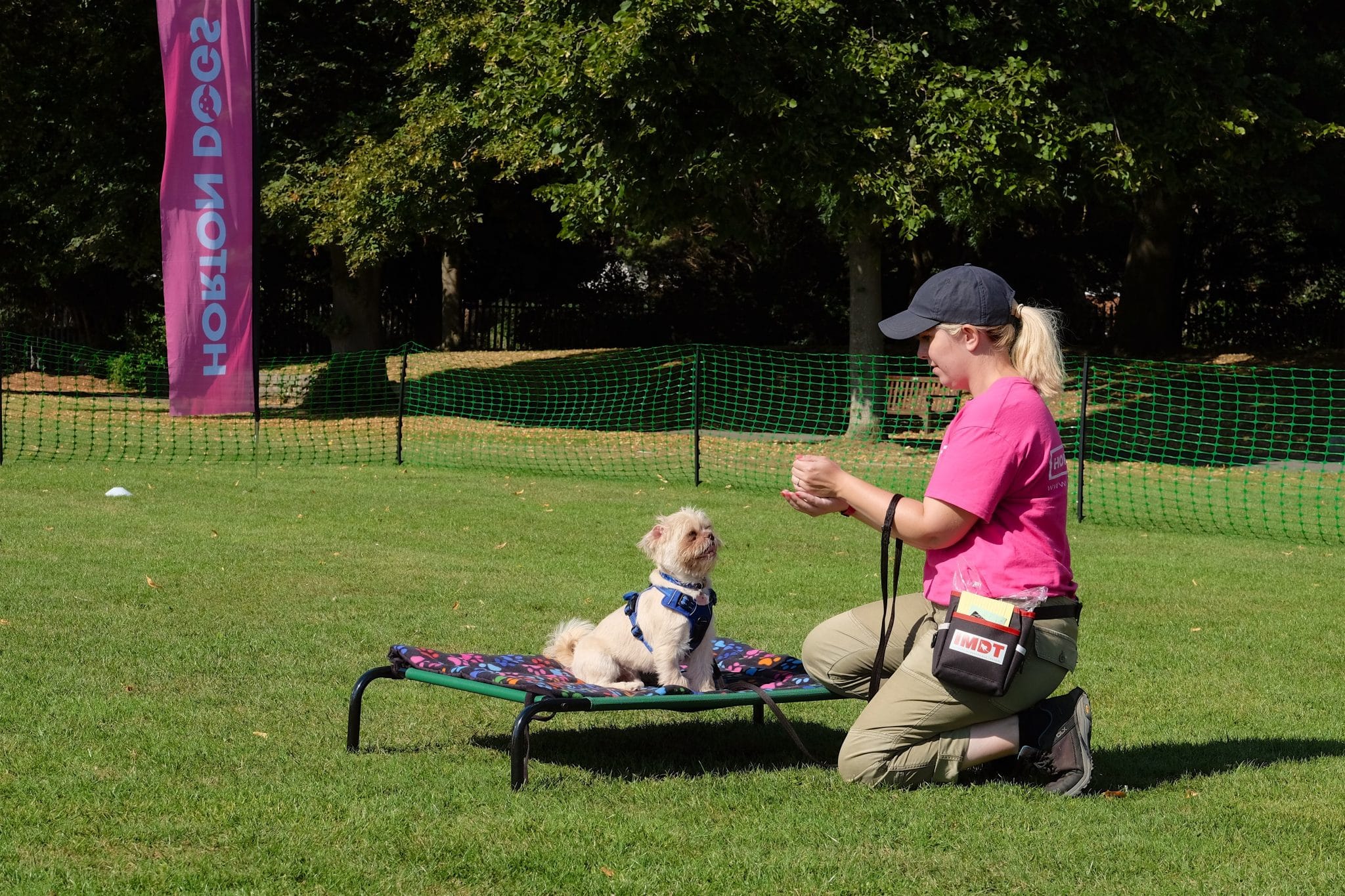 Boundary Games DVD Settle to Mat Training Games by Absolute Dogs