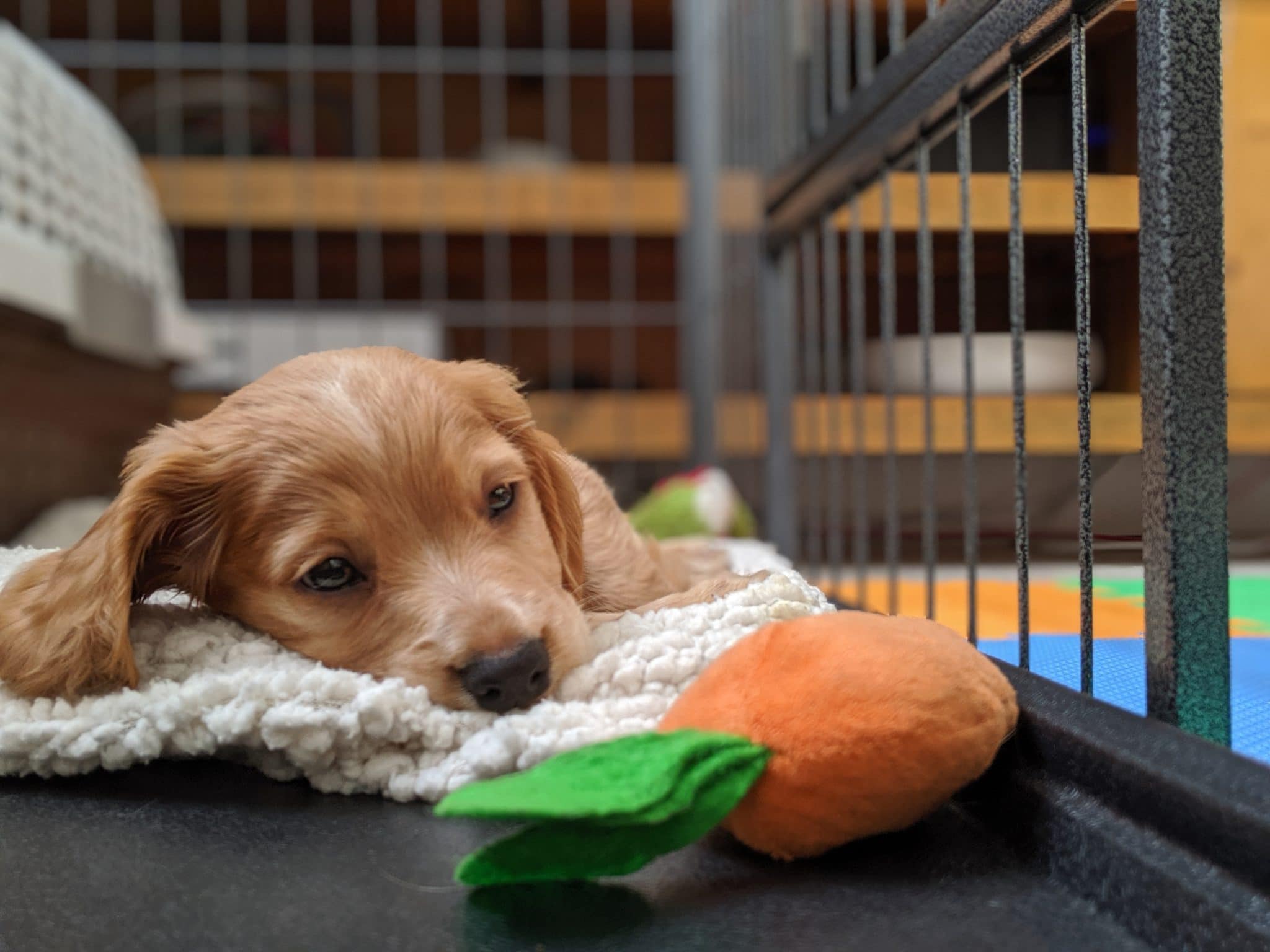 golden working cocker spaniel puppies for sale