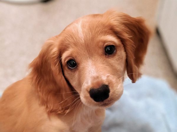 Rocket Puppy Cocker Spaniel- training how to prevent separation anxiety