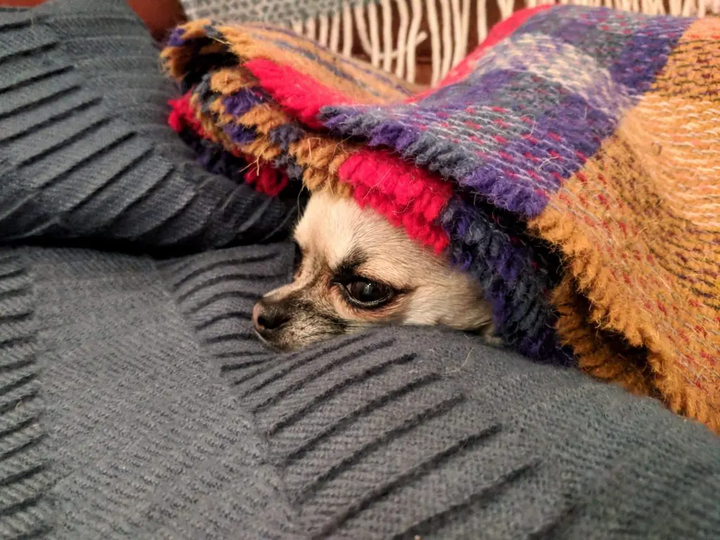 Pixel Chihuahua hiding in blanket