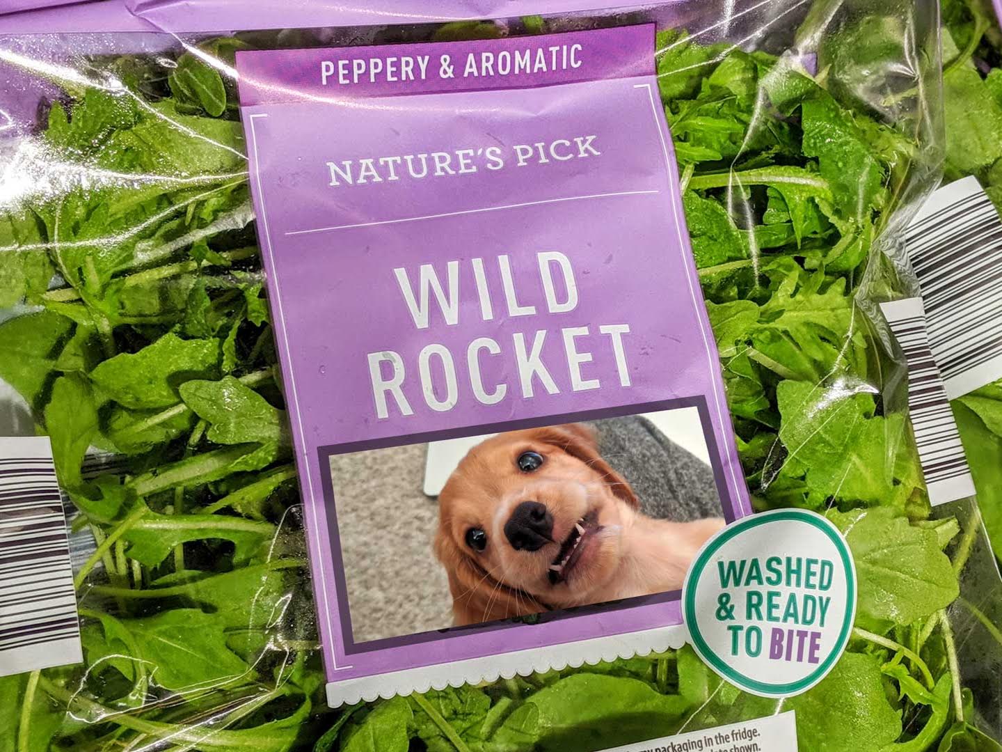 toilet training cocker spaniel puppy