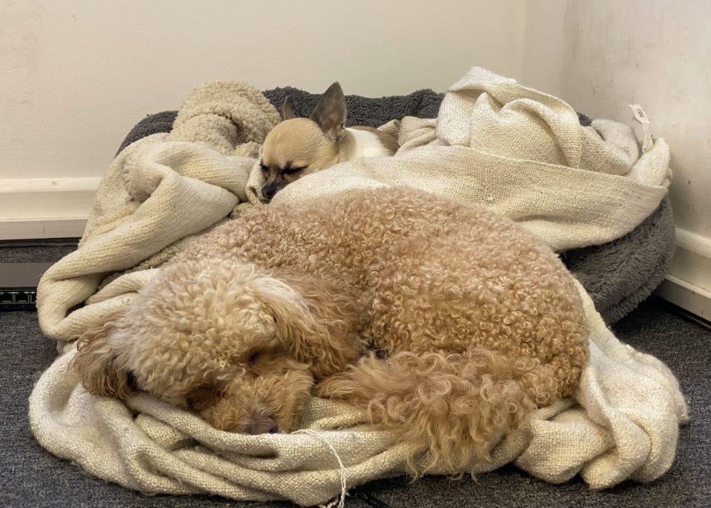 Pixel chihuahua and Tina cockapoo bffs sleeping together