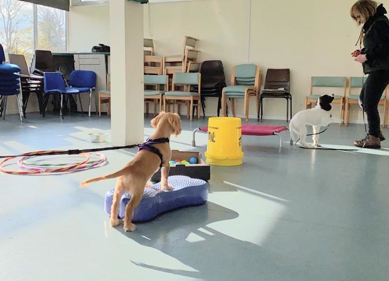 Two spaniel puppies learning disengagement in puppy class