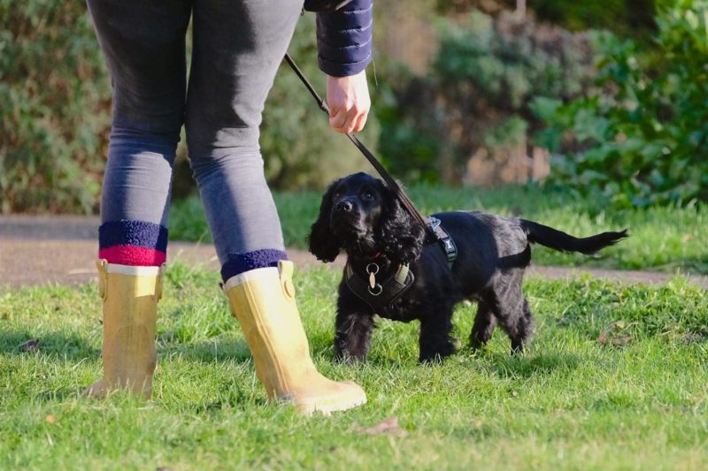 black cocker spaniel puppy returning to owner recall training