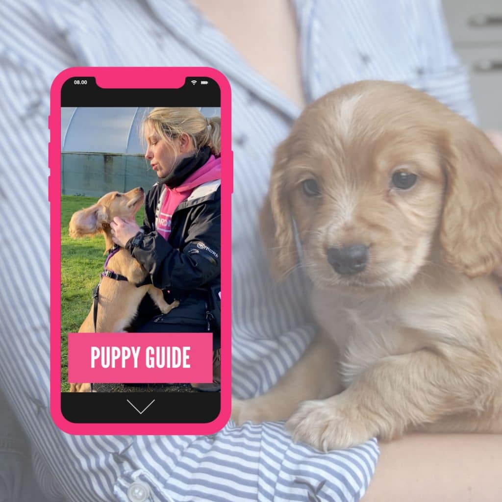 horton dogs puppy guide cover square 1 1