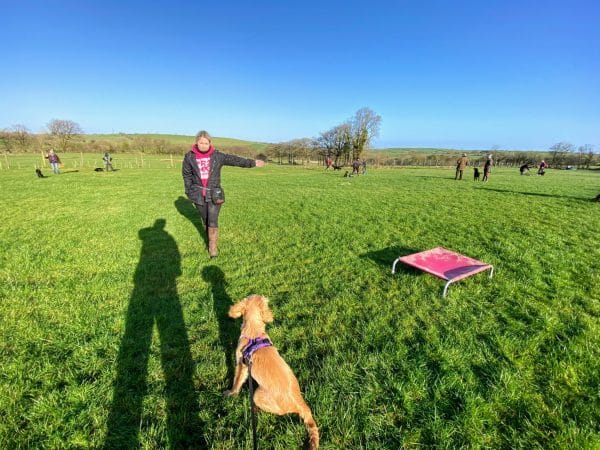 Cathy and Rocket at gundog training workshop in Devon