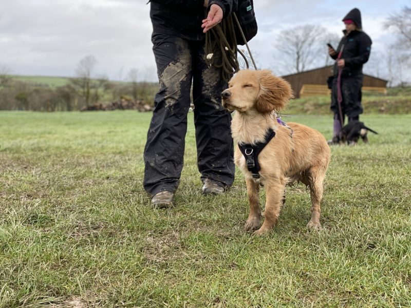 An insight into Positive Gundog Training Horton Dogs