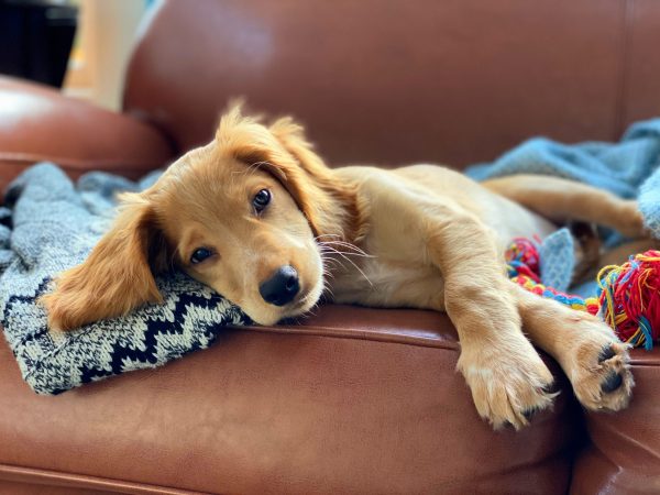 rocket the golden working cocker spaniel puppy relaxing on sofa