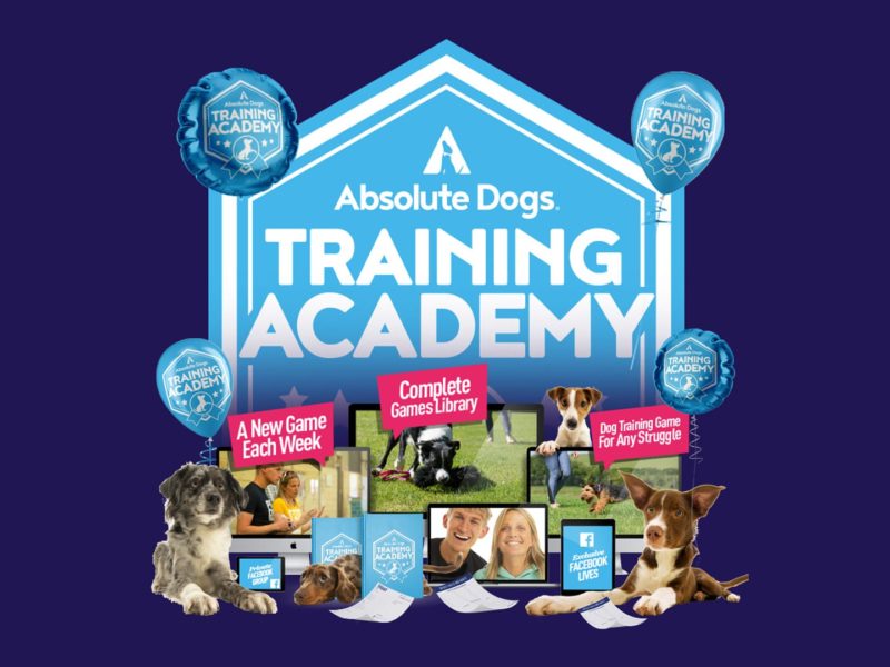 absolute dogs training academy 1
