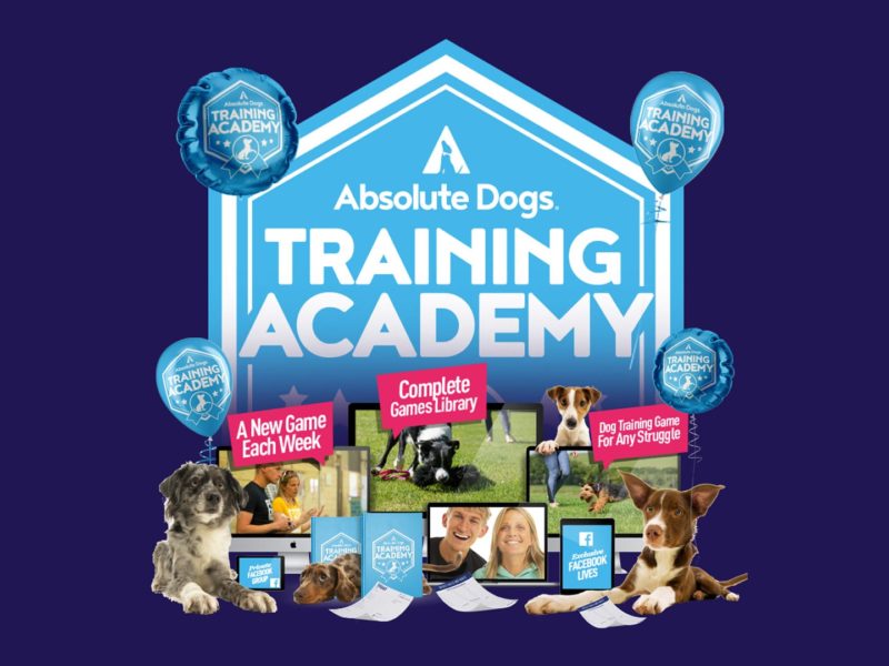 Absolute Dogs Training Academy, the Netflix of Dog Training Horton Dogs