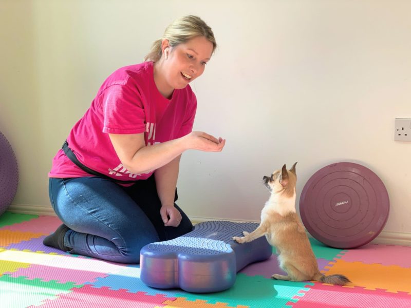 cathy dog training with pixel chihuahua on fitbone
