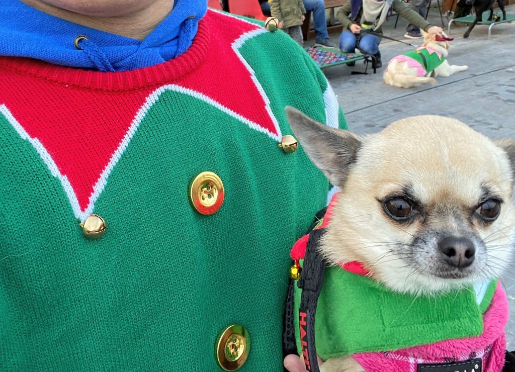 christmas dog training workshop 2019 with pixel chihuahua in elf