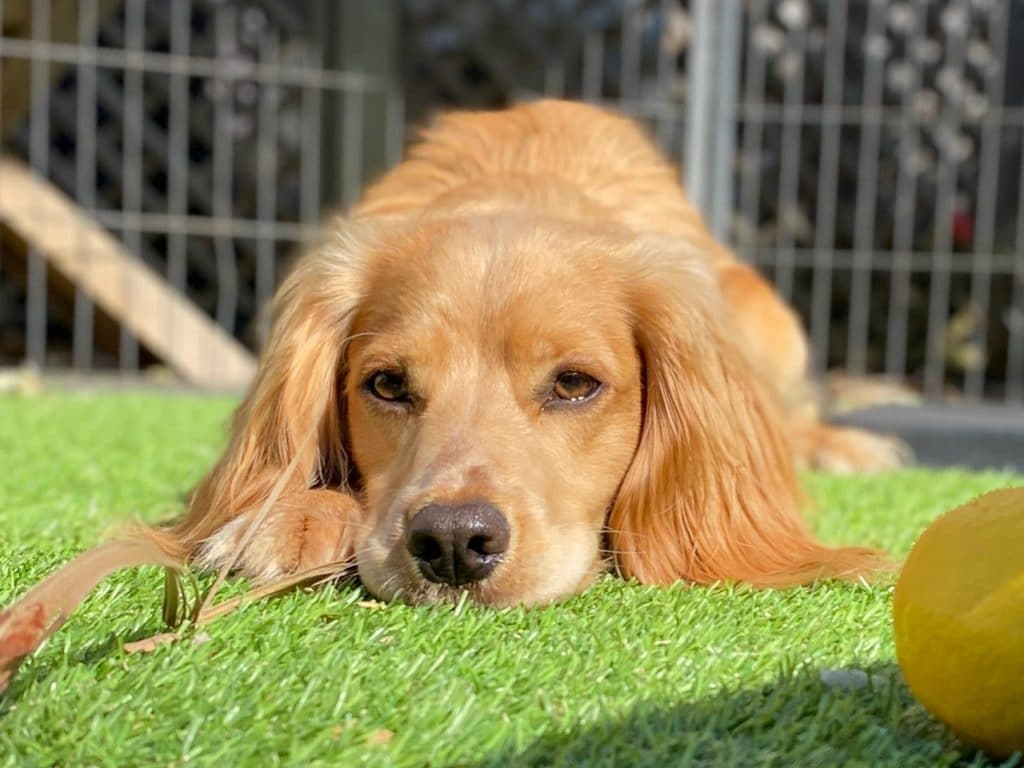 Rocket being a good boy and laying down in the garden