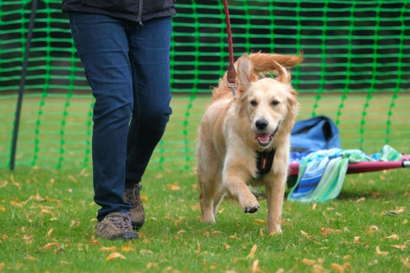 Dog Training in Croydon, South London Horton Dogs