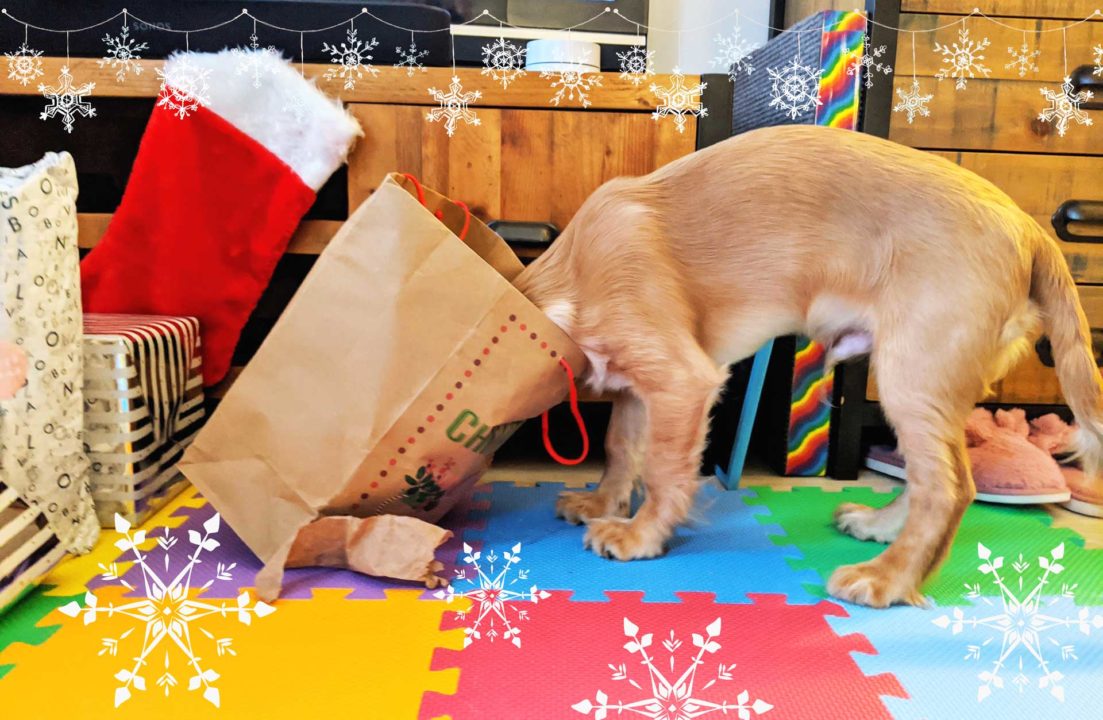 rocket golden working cocker spanial puppy head in christmas bag 3