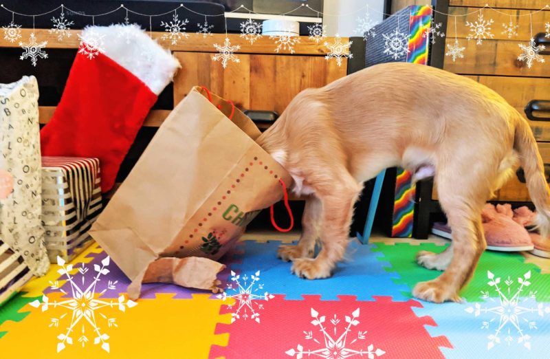 rocket golden working cocker spanial puppy head in christmas bag 3