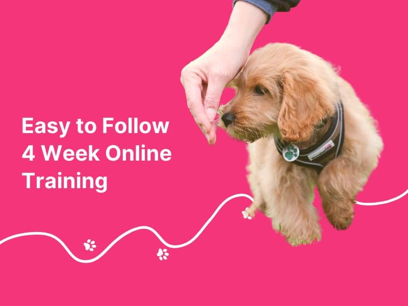 Horton Dogs Puppy Home School Online Training Course 2 1