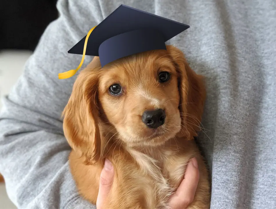 puppy student rocket working cocker spaniel with graduation hat